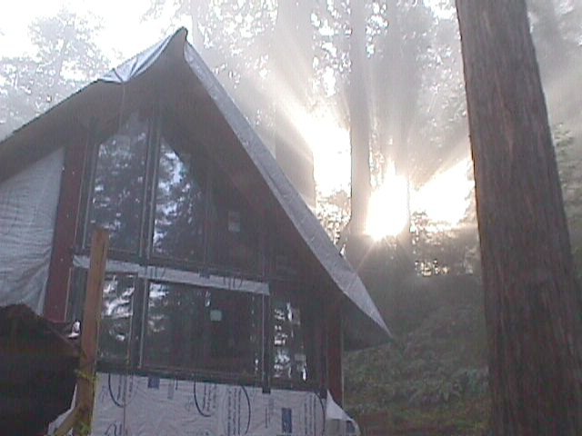 Tree Roots Climbing Roof Eaves